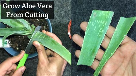 Planting Aloe Vera From Leaf Cuttings Youtube My XXX Hot Girl