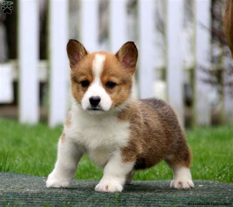 Pembroke Welsh Corgi Puppies For Sale Greenfield Puppies