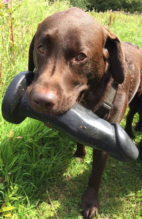 Dog Finds Dildo Sex Toy Becomes Chew Toy Photo The Courier Mail