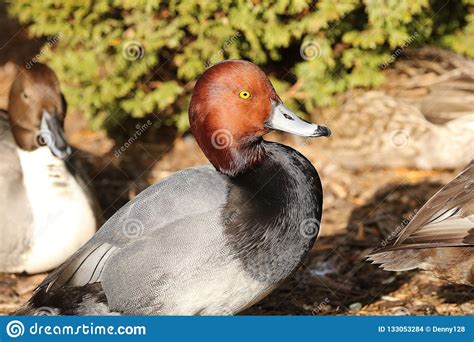 American Redhead Diving Duck Stock Photo Image Of Female Area 133053284