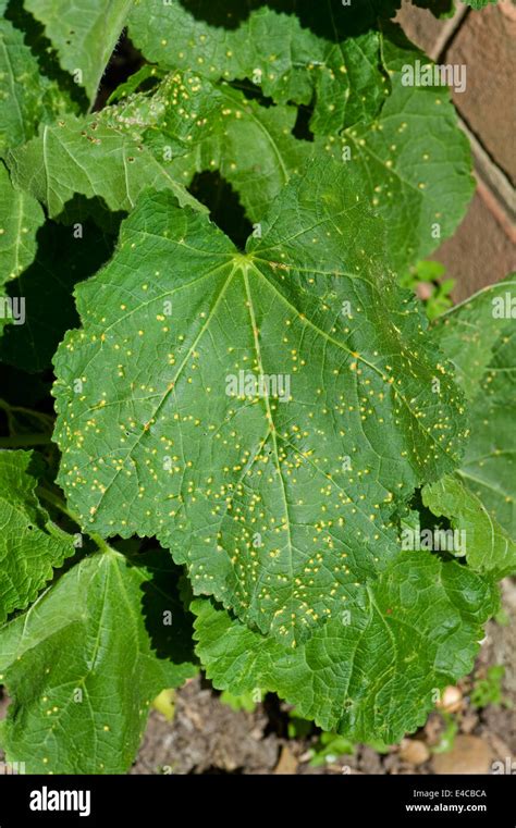 Hollyhock Rust Puccinia Malvacearum Early Spotting Symptoms On The