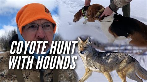 Hunting Coyotes With Hounds Youtube