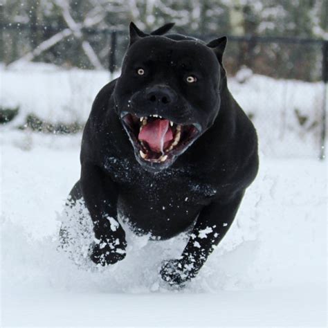 Prague 🐾 ️ Beauty Beast Pitbull Big Dogs Dogs Cute Dogs