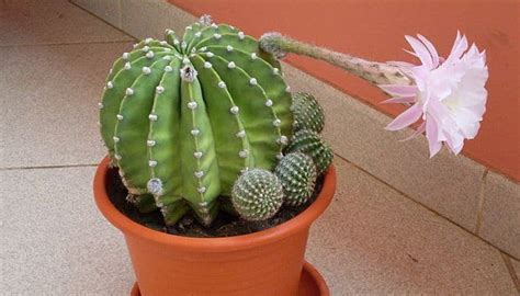 Comparto contigo tres cuidados necesarios que debes considerar para no matar a tu plantita. Cómo Cultivar Cactus En Un Paso A Paso: Tipos Y ...