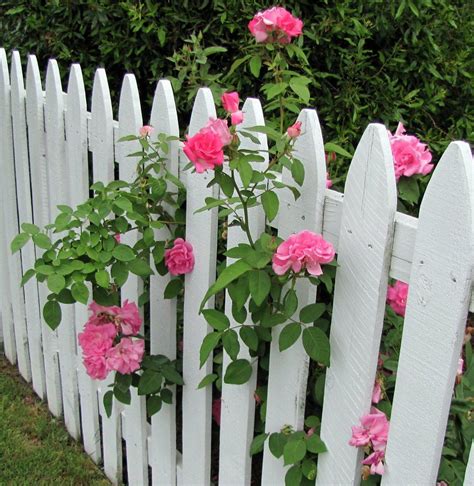 Pink Roses On A White Picket Fence Picket Fence Garden Garden Vines