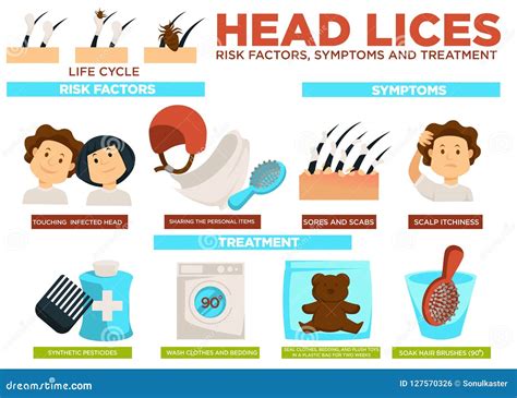 Head Lice Risk Factors Symptoms And Treatment Poster Vector Stock