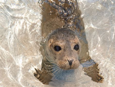 Large Numbers Of Guadalupe Fur Seals Dying Off California Orange