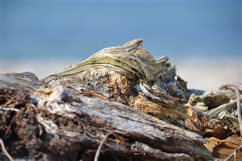 Free Images Beach Driftwood Sea Tree Nature Rock Wilderness
