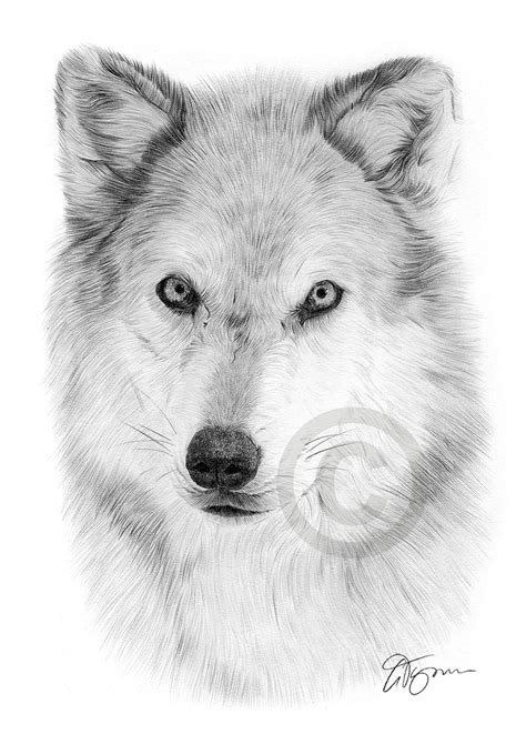 Pencil Drawing Of An Arctic Wolf By Uk Artist Gary Tymon