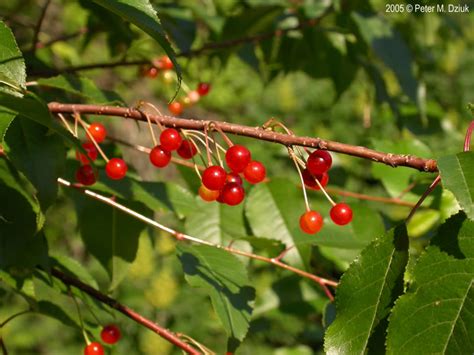 Know Your Cover Species Group Profile Cherries Rgs