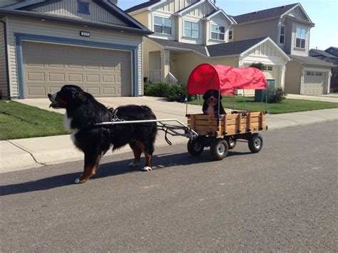 Bernese Mountain Dog Pulling Berner Puppy In Cart Berners And Some