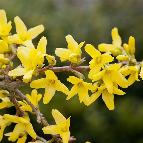 Forsythia X Intermedia Spectabilis Thompson Morgan Gardening Gear