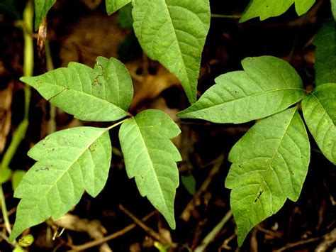 Poison Ivy On Steroids Another Side Of Climate Change National Post