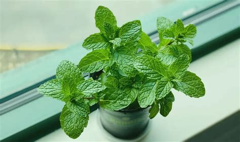 Why Are My Mint Leaves Turning Brown Causes And Solutions