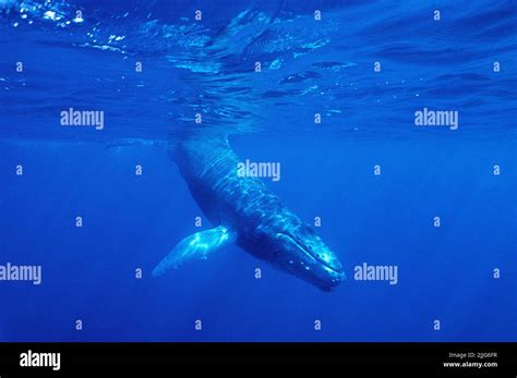 Humpback Whale Megaptera Novaeangliae Submerge In Blue Water