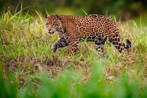 12 Spectacular Amazon Rainforest Mammals I Heart Brazil