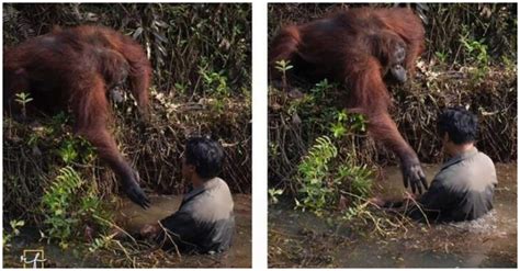 Compassionate Wild Orangutan Extends Helping Hand To Man Trapped In Mud