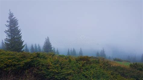 Foggy Morning In Carpathian Mountains With Coniferous Forest In The