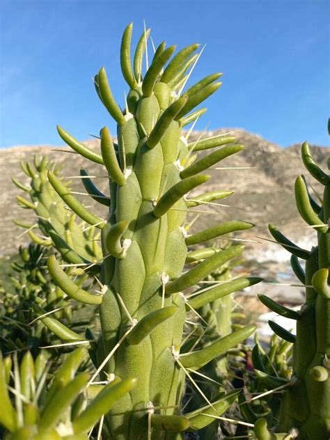 Austrocylindropuntia Subulata Muehlenpf Backeb Eve S Pin World Flora Pl Ntnet Identify