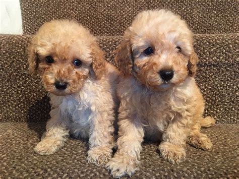 Miniature Poodle Puppies For Sale Seattle Wa 192177