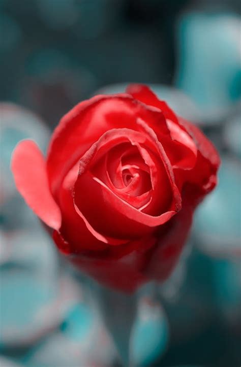 Beautiful Red Single Rose Photos Download The Best Free Beautiful Red
