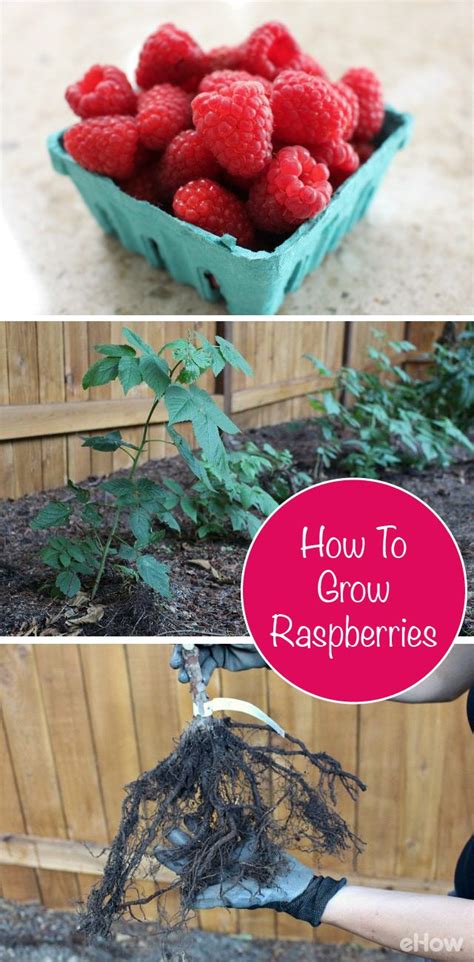 How To Grow Raspberries Growing Raspberries Raspberry Bush