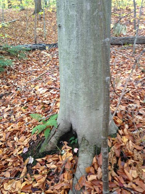 Beech Bark Disease In American Beech Trees Fagus Grandifolia