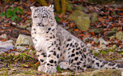 El Leopardo De Las Nieves Territorio Salvaje