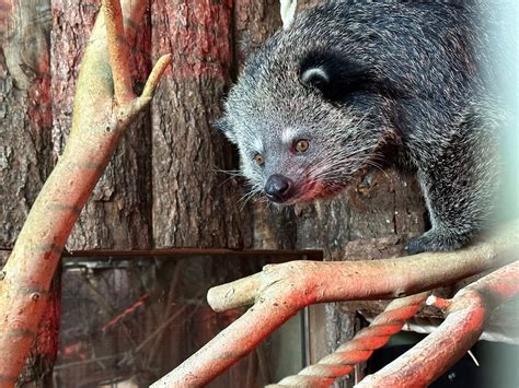 Popcorn Scented ‘bearcat Arrives At Paignton Zoo Paignton Zoo