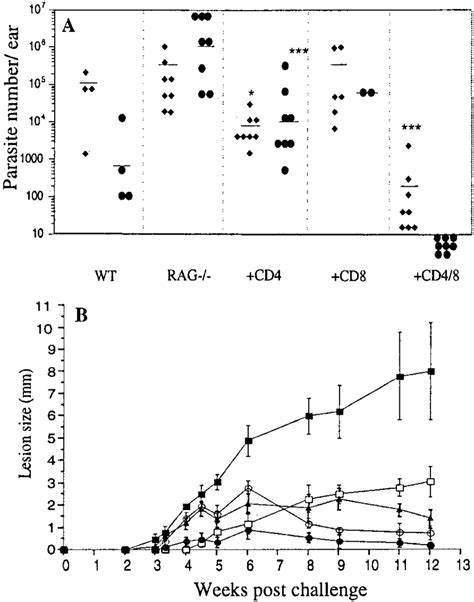 Number Of Parasites Per Ear A At 8 Or 12 F Wk And Diameter Of