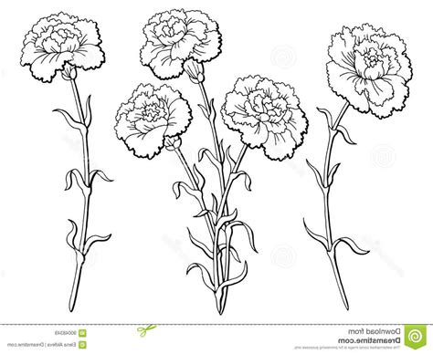 Carnation Sketch At Explore Collection Of