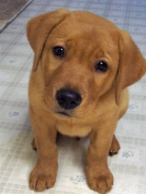 The lighter labradors became more popular because they were rare at the time and therefore the deep fox red color was almost lost. Meet Bryce, the cutest Fox red Labrador Retriever. | Fox ...