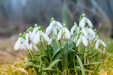 How To Grow And Care For Snowdrops Planting Instructions