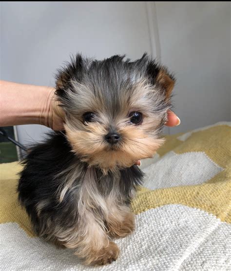 Micro Teacup Yorkie Puppy For Sale Tiny Iheartteacups