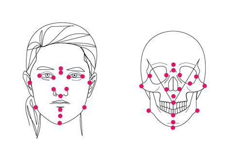 Craniofacial Superimposition Skeleton·id