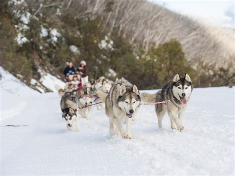 Dog Sledding Ski Victoria Australia