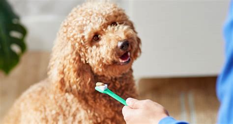 Dog Tooth Brush The Best Method For Removing Tartar Health News