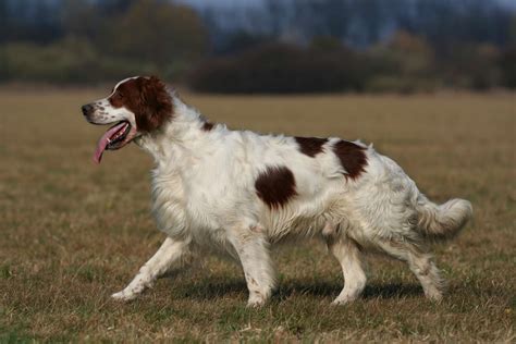 Learn All About The 4 Types Of Setter Dog Breeds