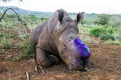 Rhino Horn Africa Geographic