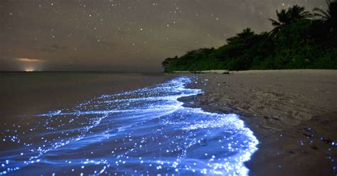 Beach In Maldives Glows Because Of Bioluminescent Plankton