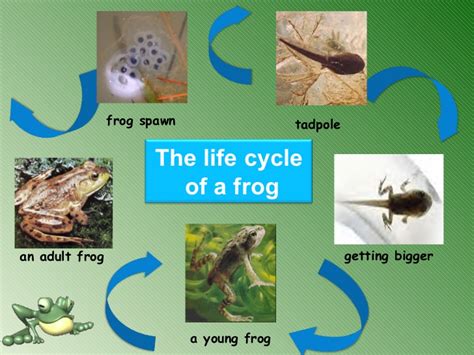 We did not find results for: Life cycle of a frog 1
