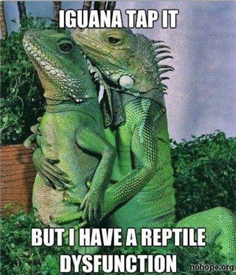 Hahaha Inappropriate Lizard Jokes Funny Captions Funny Memes