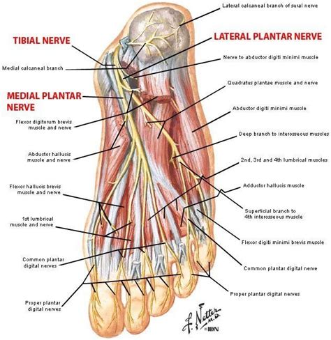 Plantar Foot Anatomy Nerves Foot Anatomy Human Anatomy And Physiology Muscle Anatomy