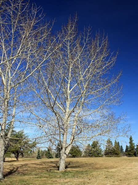 Assiniboine Poplar For Sale Treetimeca