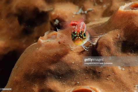 Neon Pygmy Goby Moluccas Indonesia High Res Stock Photo Getty Images
