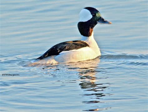 Male Bufflehead Duck In The Delaware River At Pennypack Park