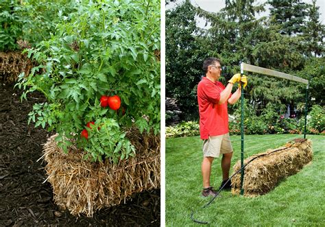 Grasping At Straw A Foolproof Vegetable Plot Straw Bale Gardening