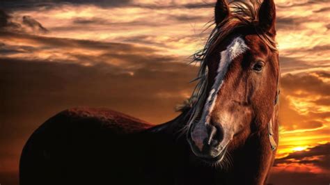 Brown Horse At Sunset Wallpaper Backiee