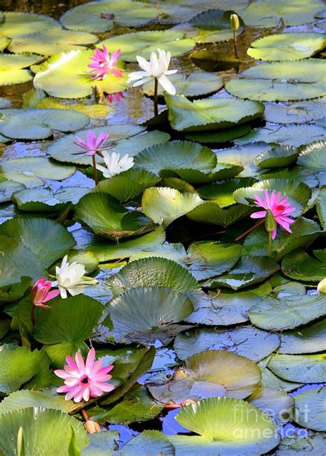 Lilies On Pond Colorful Water Lily Pond Photograph Lilies Drawing
