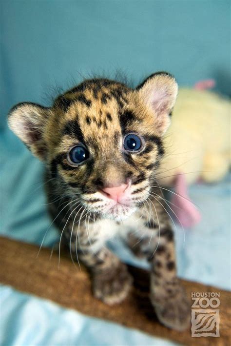 Clouded Leopard Cub Cute Pinterest